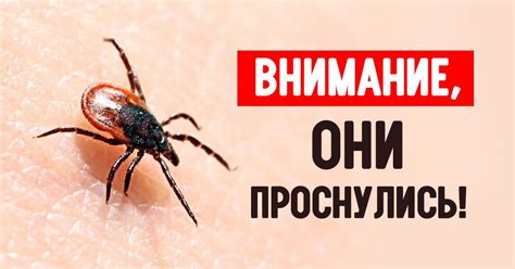 Как избавиться от клещей