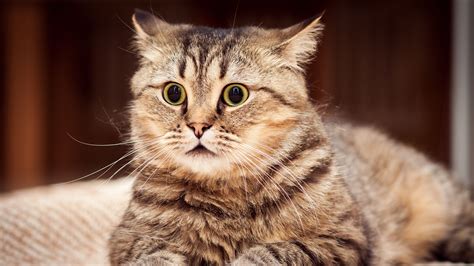 cat  wallpapers wallpaper cave