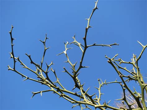 картинки : дерево, природа, трава, филиал, растение, небо, лист, цветок ...