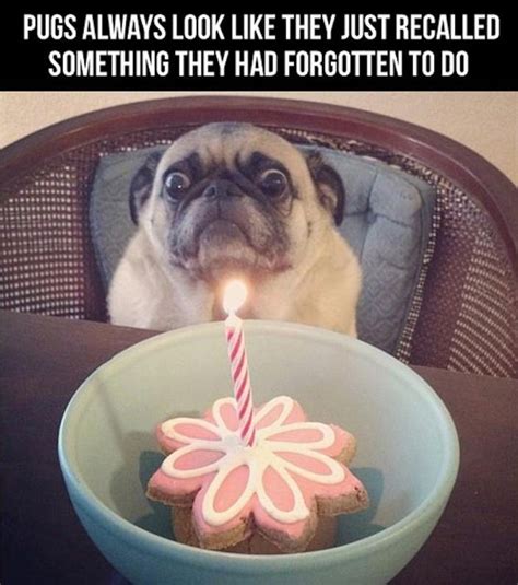 Pin on Pug Life