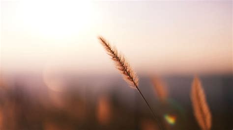 Wallpaper grass, spikelet, macro, plant hd, picture, image