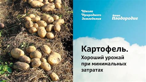 Картофель. Хороший урожай при минимальных затратах - YouTube
