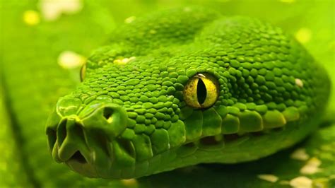 Free Python wallpaper | 1366x768 | #13145