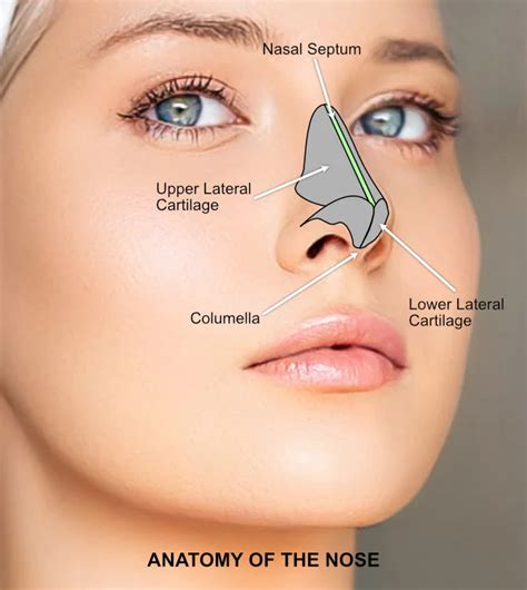 nasal septum