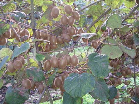 CÓMO CULTIVAR Y CUIDAR EL ARBOL DEL KIWI, ACTINIDIA