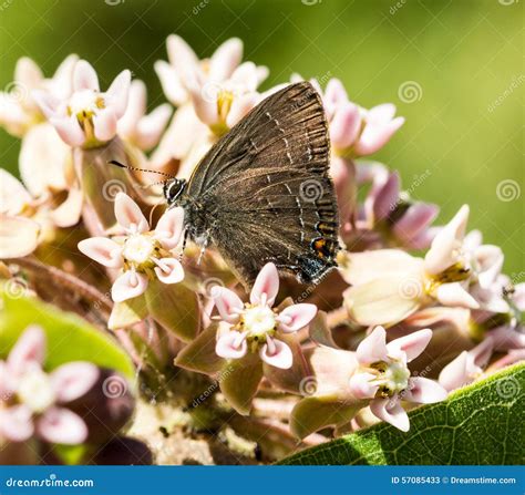 Edward S Hairstreak Butterfly Stock Image - Image of milkweed, wildlife