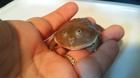 Pin by Katriina Turunen on Frogs🐸💓 | Frog pictures, Pacman frog, Frog