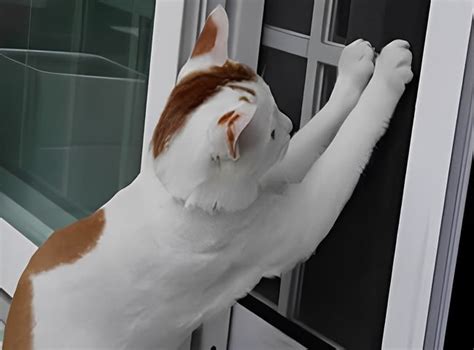 pet screen pet resistant insect screen  windowsdoorspools  patioes