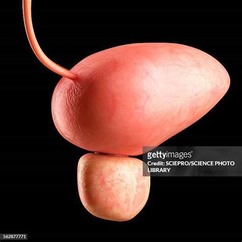 4,257 Bladder Anatomy Stock Photos, High-Res Pictures, and Images ...