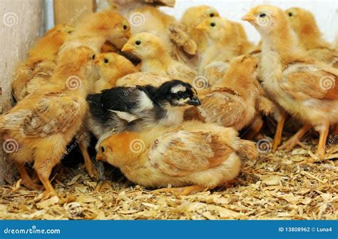 chicks stock photo image  agriculture group young