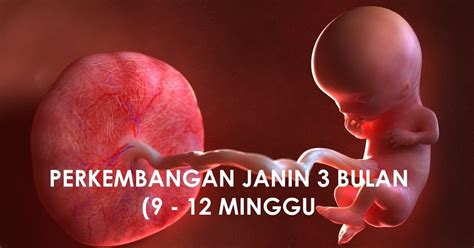 usia janin  bulan  normal  sehat wanita indonesia