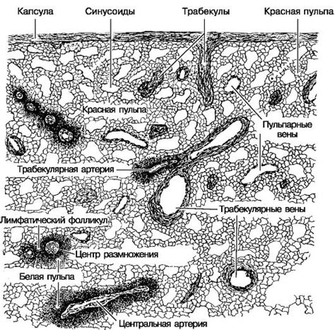 Селезёнка. От соединительнотканной капсулы отходят трабекулы ...