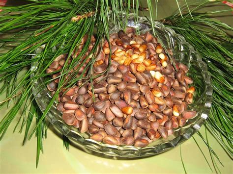 Кедровые орехи | Diets.ru