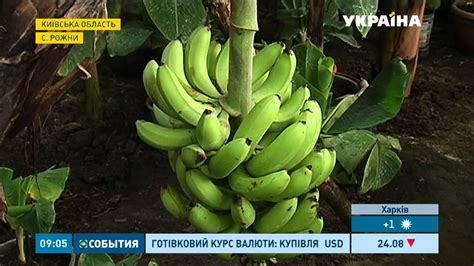 Екзотичні фрукти вирощують під Києвом - YouTube