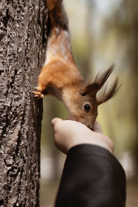 1,521+ Best Free Rodent Stock Photos & Images · 100% Royalty-Free HD ...