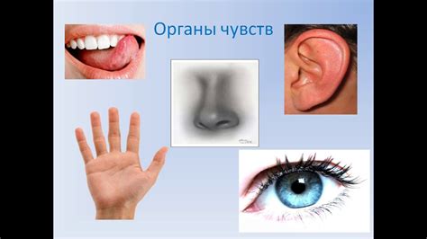 Презентация Мы познаем окружающий мир с помощью органов чувств - YouTube