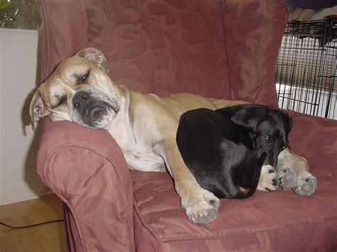 animal planet: Sleeping dogs funny pics