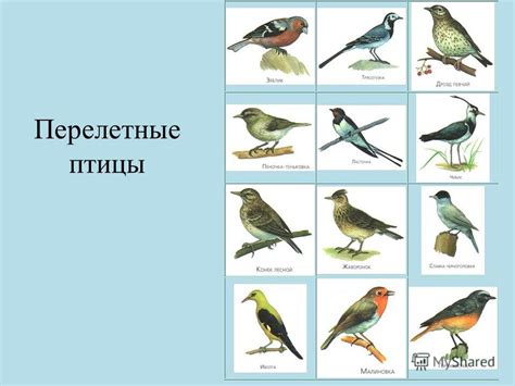 Презентация на тему: "Весна идет. Весне дорогу !. ПРИЗНАКИ ВЕСНЫ ...