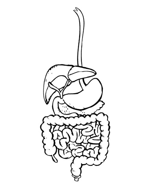 Online coloring pages Coloring page Digestive system body parts ...