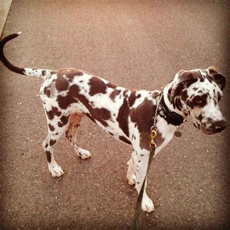 List 90+ Pictures Pictures Of Harlequin Great Danes Updated