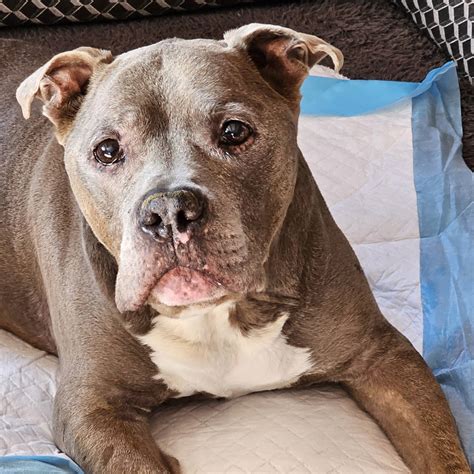 Jeffrey, The Positively Peaceful Pit Bull