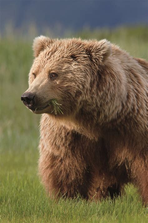Photo du film Grizzly - Photo 60 sur 73 - AlloCiné