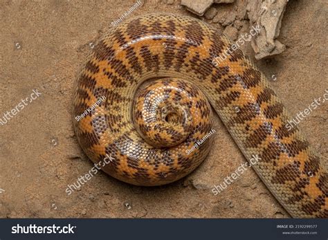 Arabian Sand Boa Snake Macro Photos Stock Photo 2192299577 | Shutterstock