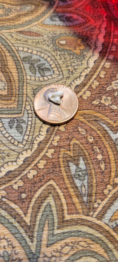 Puppy tooth : r/Chihuahua