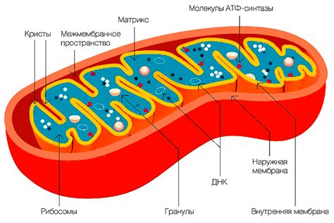 Внимание! Разыскивается предок митохондрий!