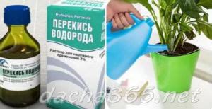 Перекись водорода для растений: применение для удобрения, опрыскивания ...