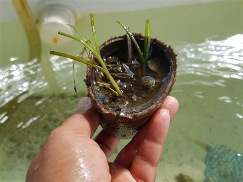 Eelgrass Restoration — Martha's Vineyard Shellfish Group, inc
