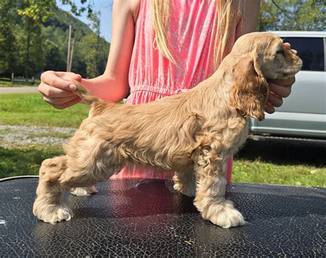 Top Notch Cocker Spaniels | Kingsport TN