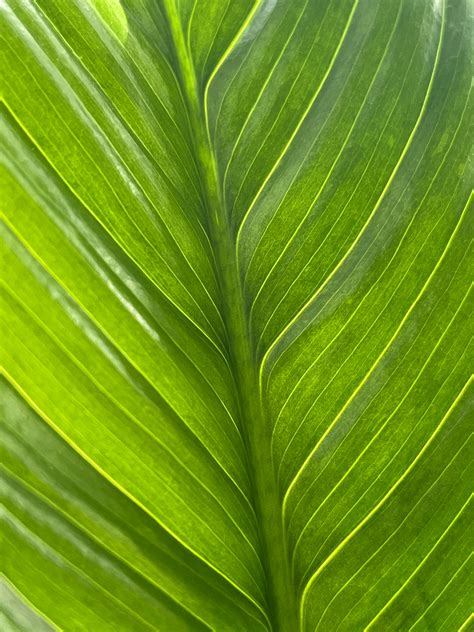 leaf background      leaf background stock