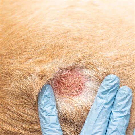 how to clean dog hot spot