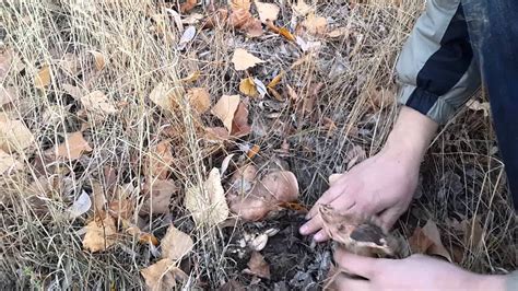 Рядовка тополевая (Tricholoma populinum), тополевка - YouTube