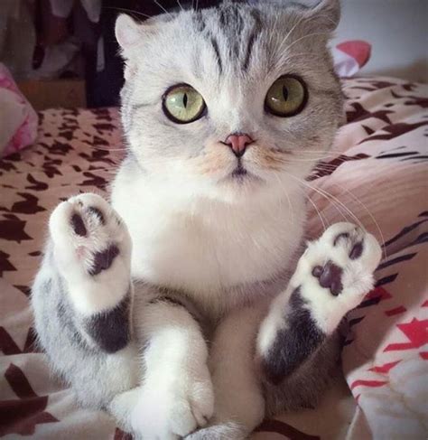 Cutest kitty ever : r/aww