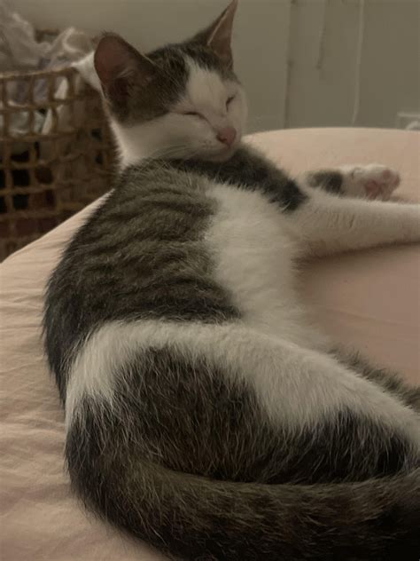 Help me name my new kitten. I like names that are cute words, and can