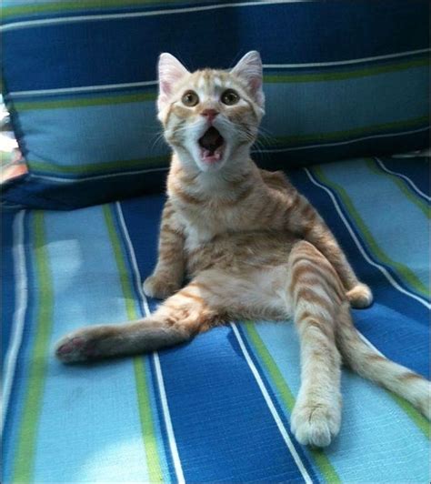 Животные удивляются | Funny cats, Funny animal quotes, Funny animals
