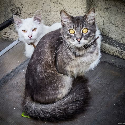 49 best Odessa cats — Коты и кошки Одессы images on Pinterest | Odessa ...
