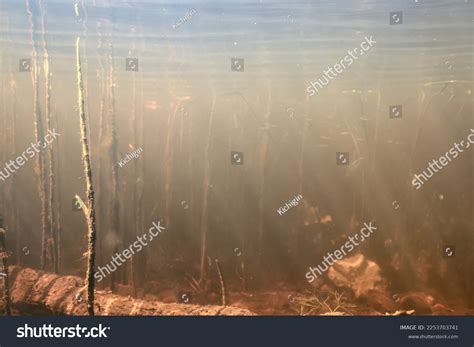 Clear Water Lake Underwater Wallpaper Swamp Stock Photo 2253703741 ...