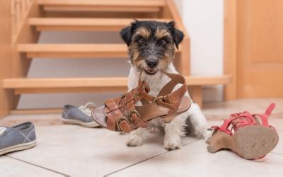 Dog Behavior--What is Normal? | VCA Animal Hospitals