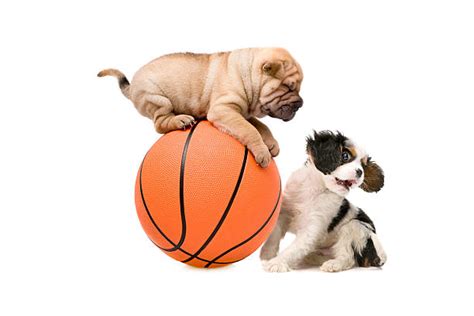 60+ Shar Pei And A French Bulldog Puppy Stock Photos, Pictures ...