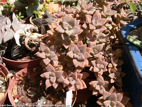Succulent Atlas - Peter Lapshin