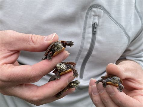 Turtle Hatchlings - Not Always Cute and Probably Not Dying