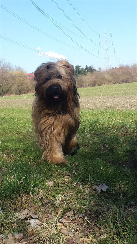 Teddy