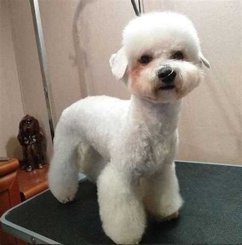20 best bichon frise haircuts for your puppy – Artofit