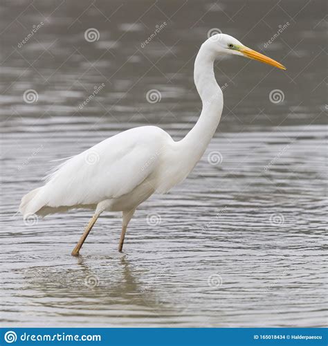 Close-up Great White Egret Ardea Alba Standing in Shallow Water Stock