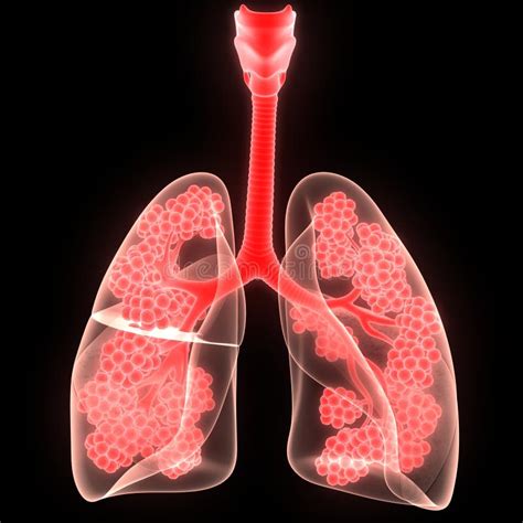 Quais São Os órgãos Que Compõem O Sistema Respiratório