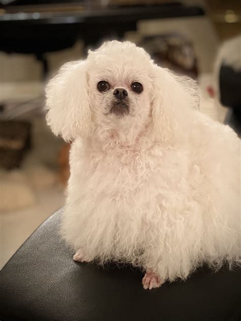 Discover 310 Leica, the Peekapoo puppy and pekingese ideas on this