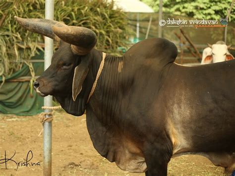Indian Bull Wallpapers - Wallpaper Cave